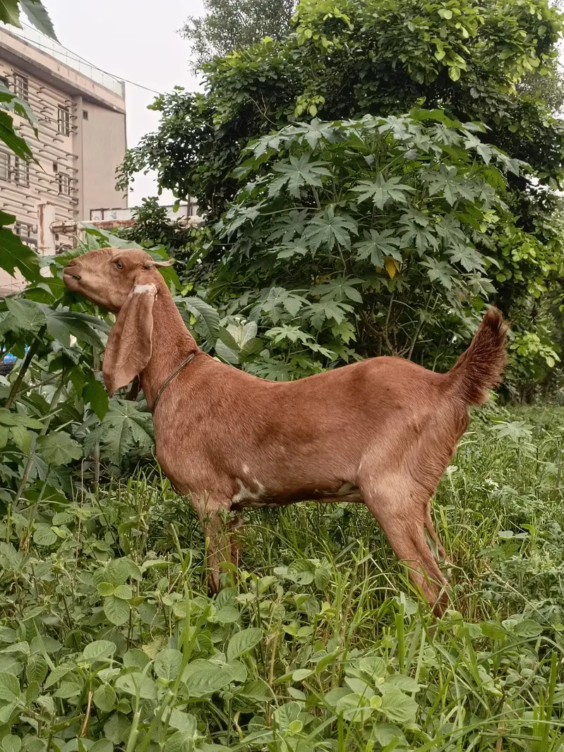 Bakri — photo 3