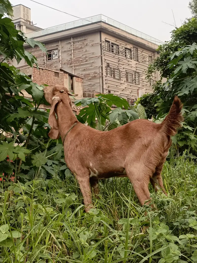 Bakri — photo 4