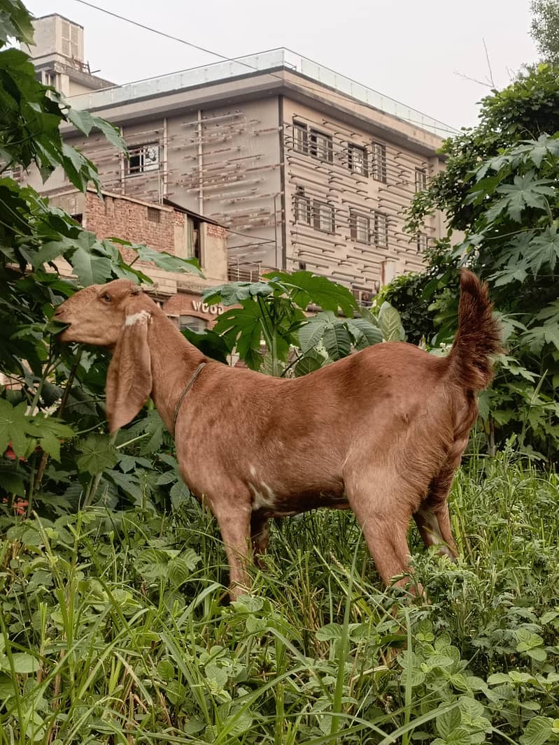 Bakri 4