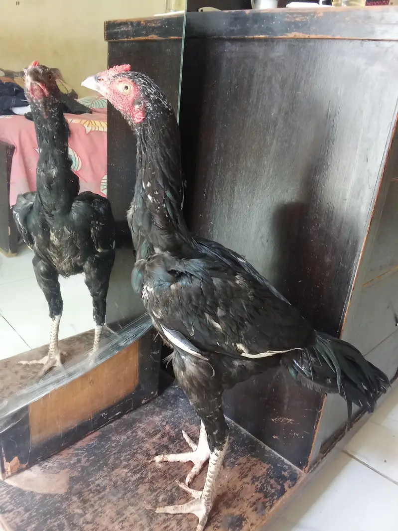 mushka patha mazbot jod me hay good quality — photo 2