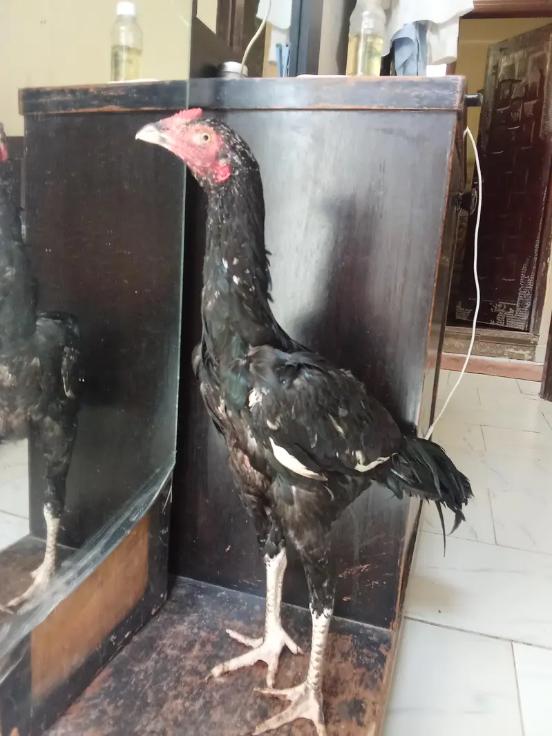 mushka patha mazbot jod me hay good quality — photo 3