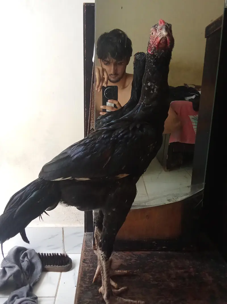 mushka patha mazbot jod me hay good quality — photo 4
