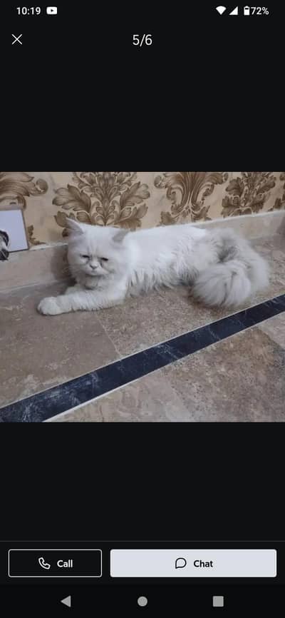 Persian punch face male cat