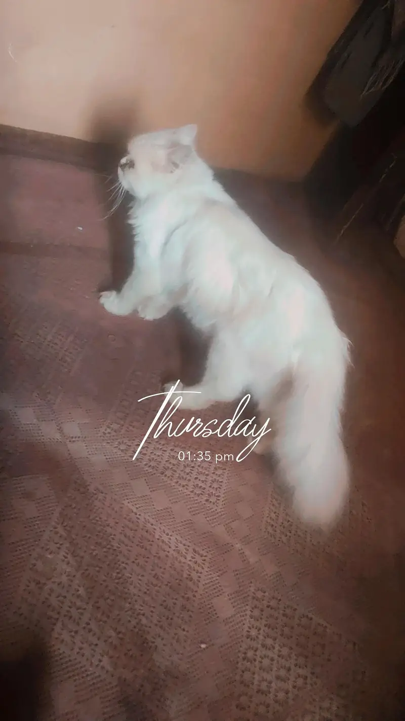 Persian punch face male cat — photo 2