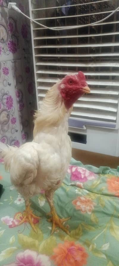 03465333883 blue ring Heera pair for urgent sale