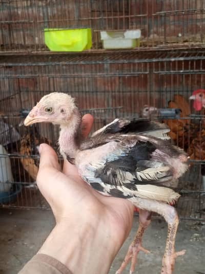 aseel chiks for sell total b sell Karna he