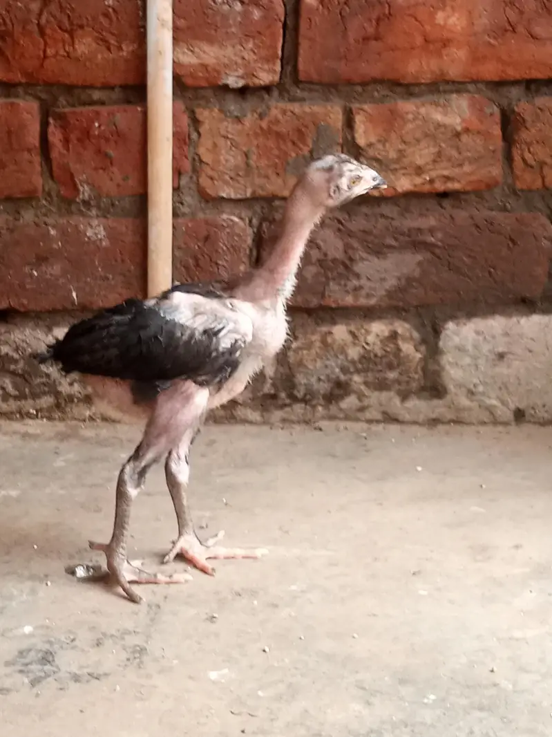 aseel chiks for sell total b sell Karna he — photo 2