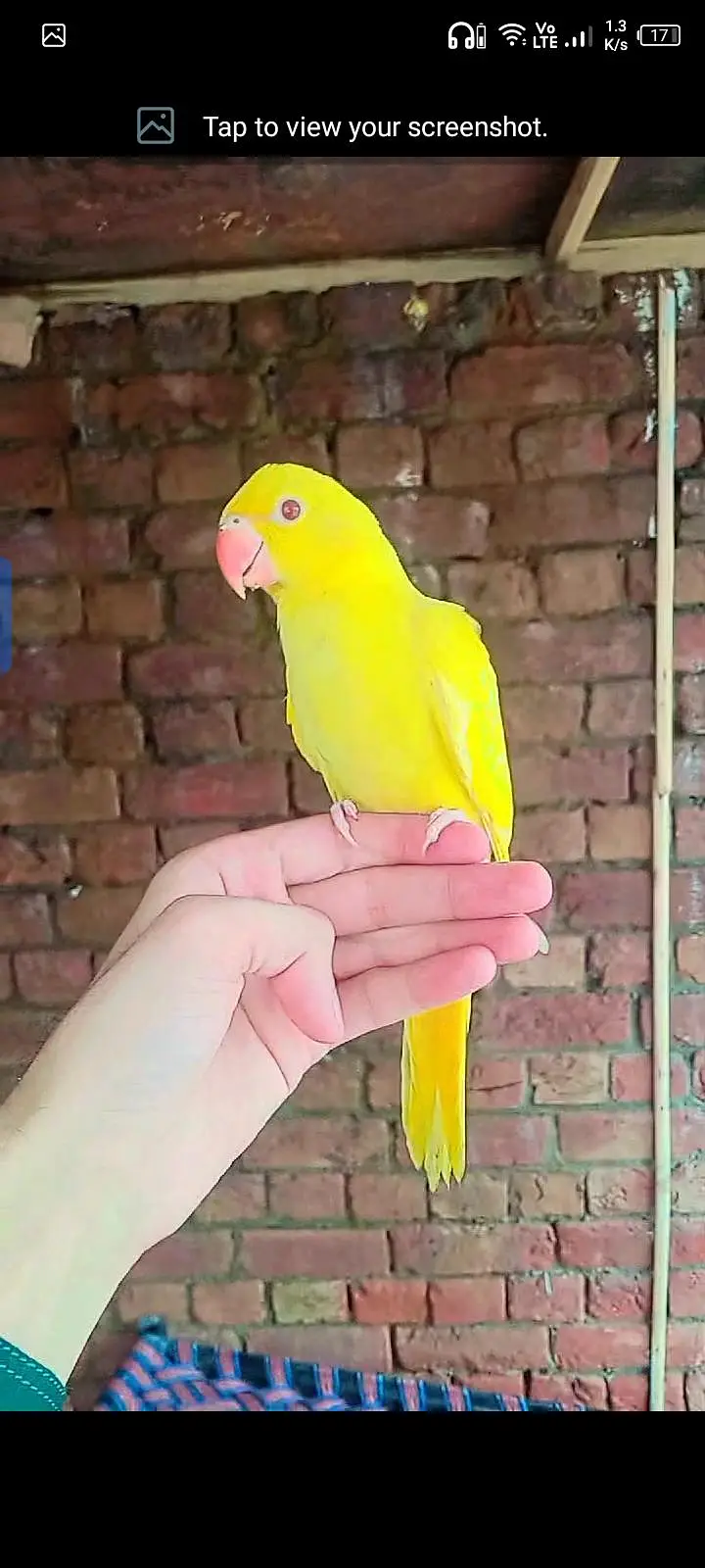aseel chiks for sell total b sell Karna he — photo 3