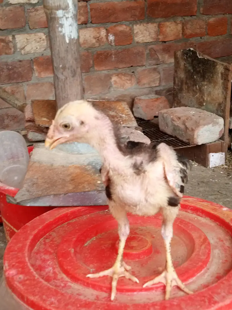 aseel chiks for sell total b sell Karna he — photo 4
