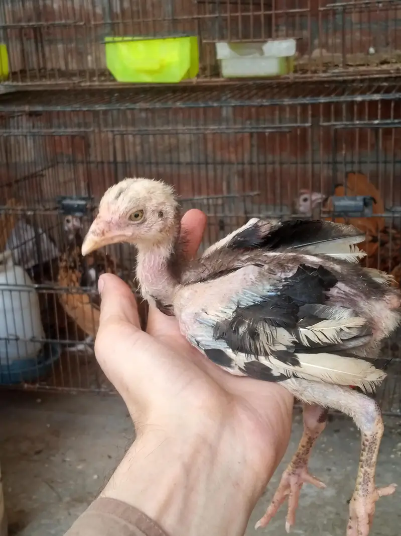 aseel chiks for sell total b sell Karna he — photo 5