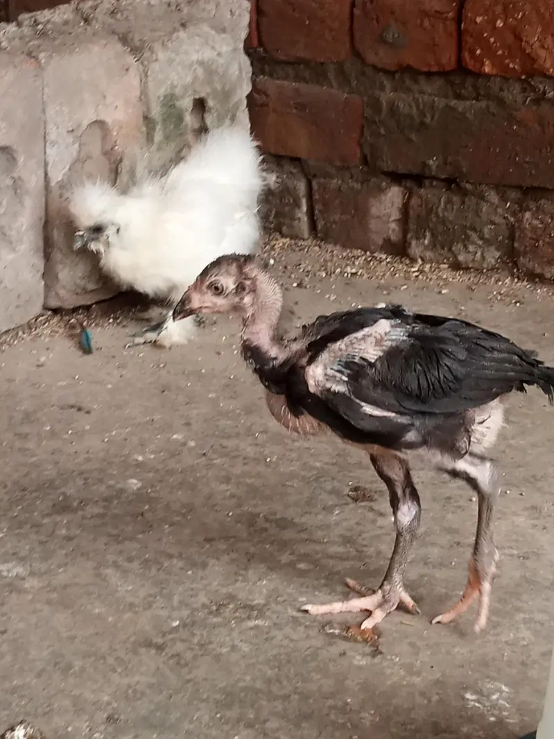 aseel chiks for sell total b sell Karna he — photo 6