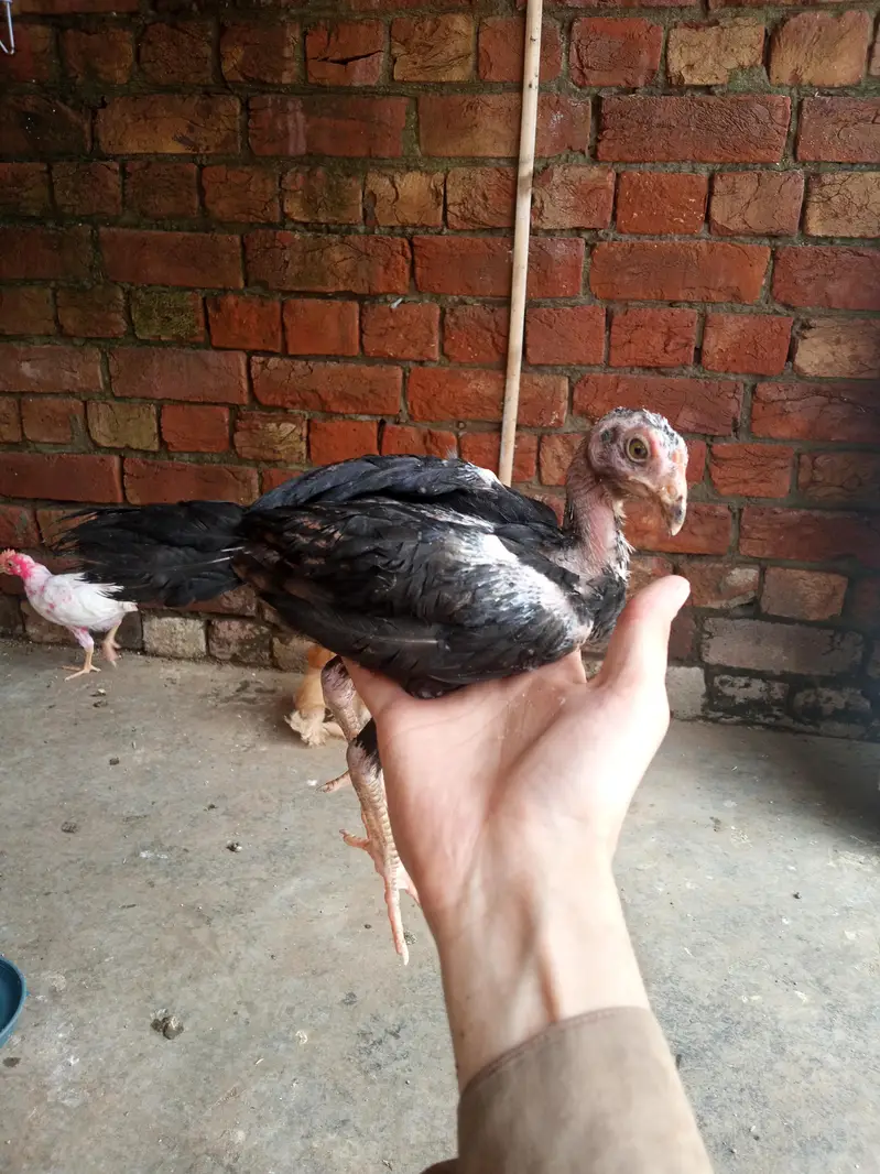 aseel chiks for sell total b sell Karna he — photo 7