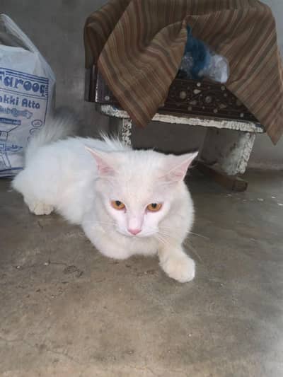 cat cat