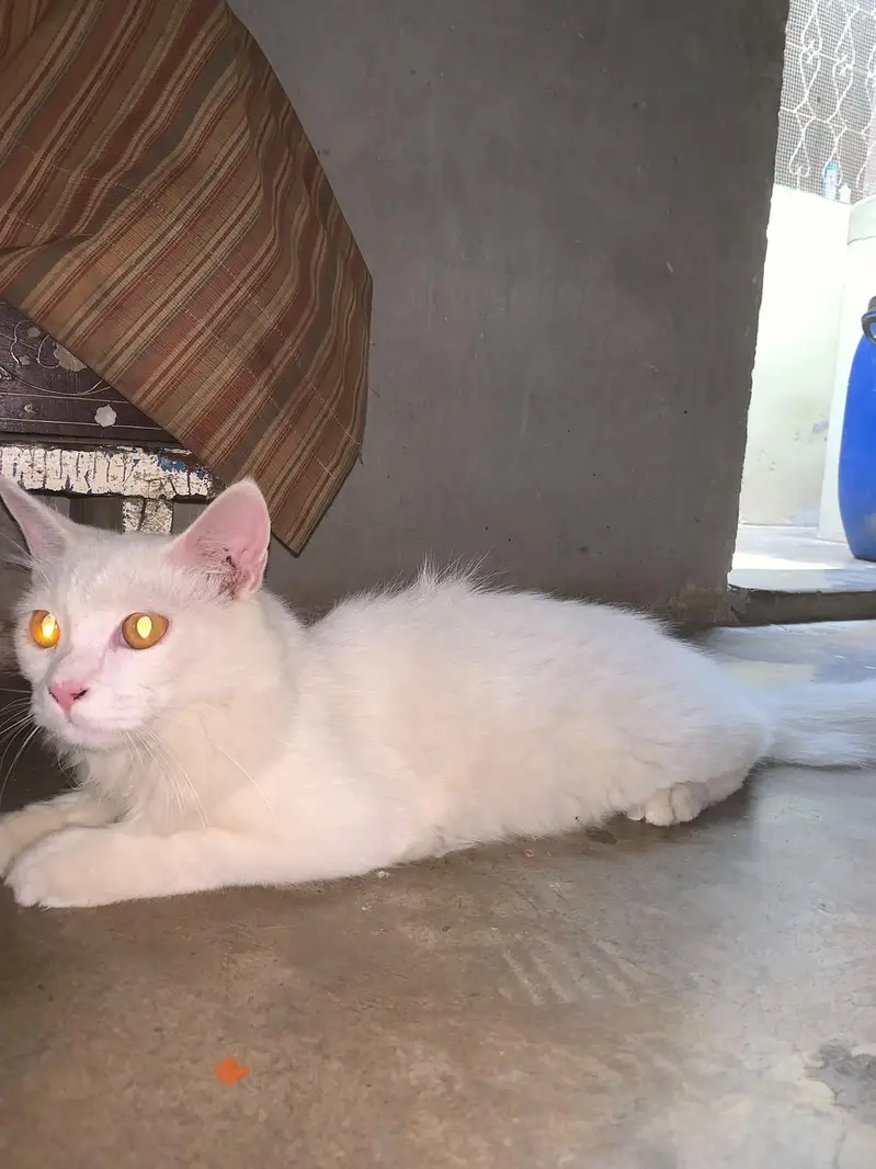 cat cat — photo 2