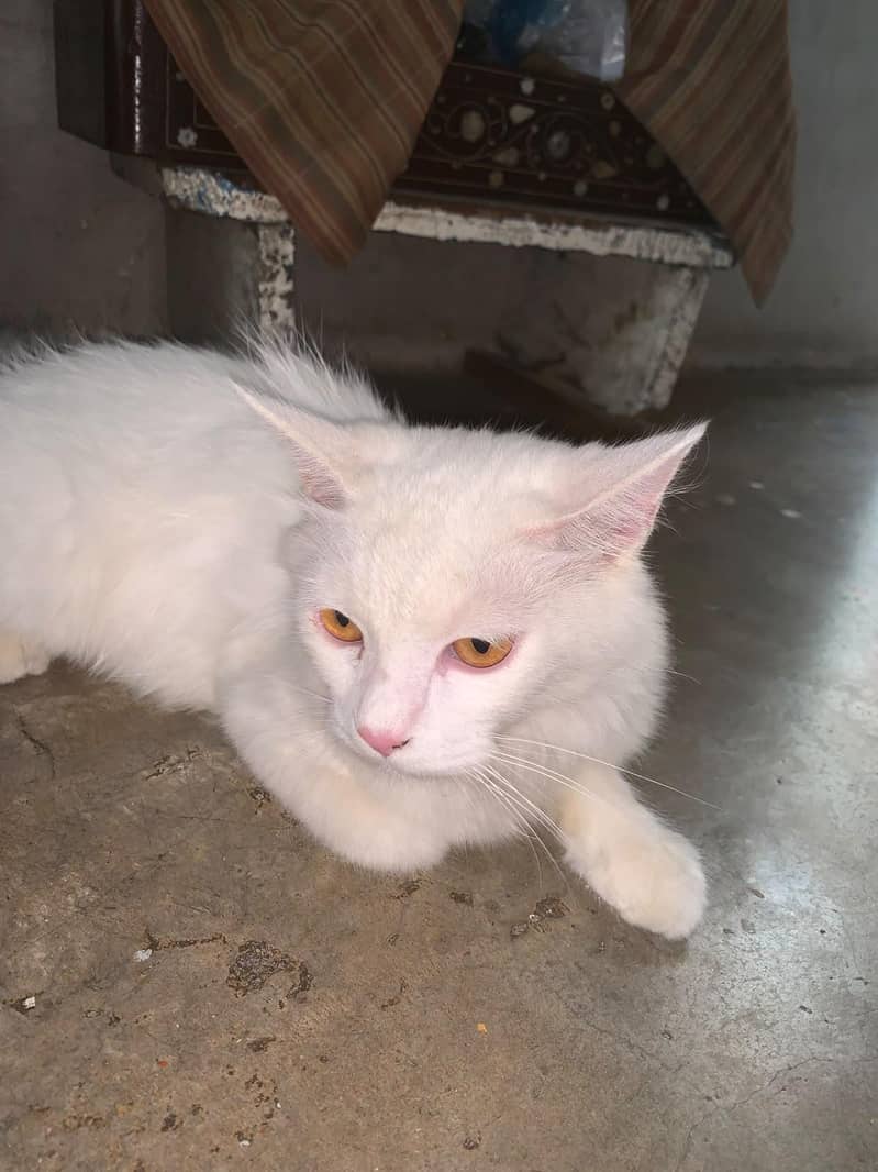 cat cat 2