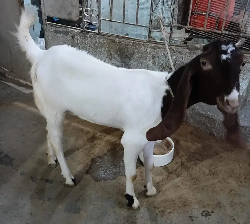 2 dant hai — photo 2