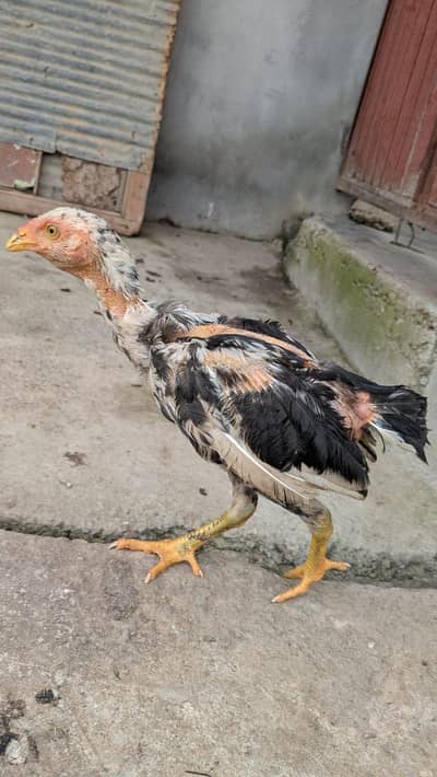 aseel chicks for sale