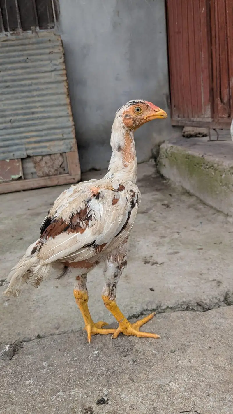 aseel chicks for sale — photo 2