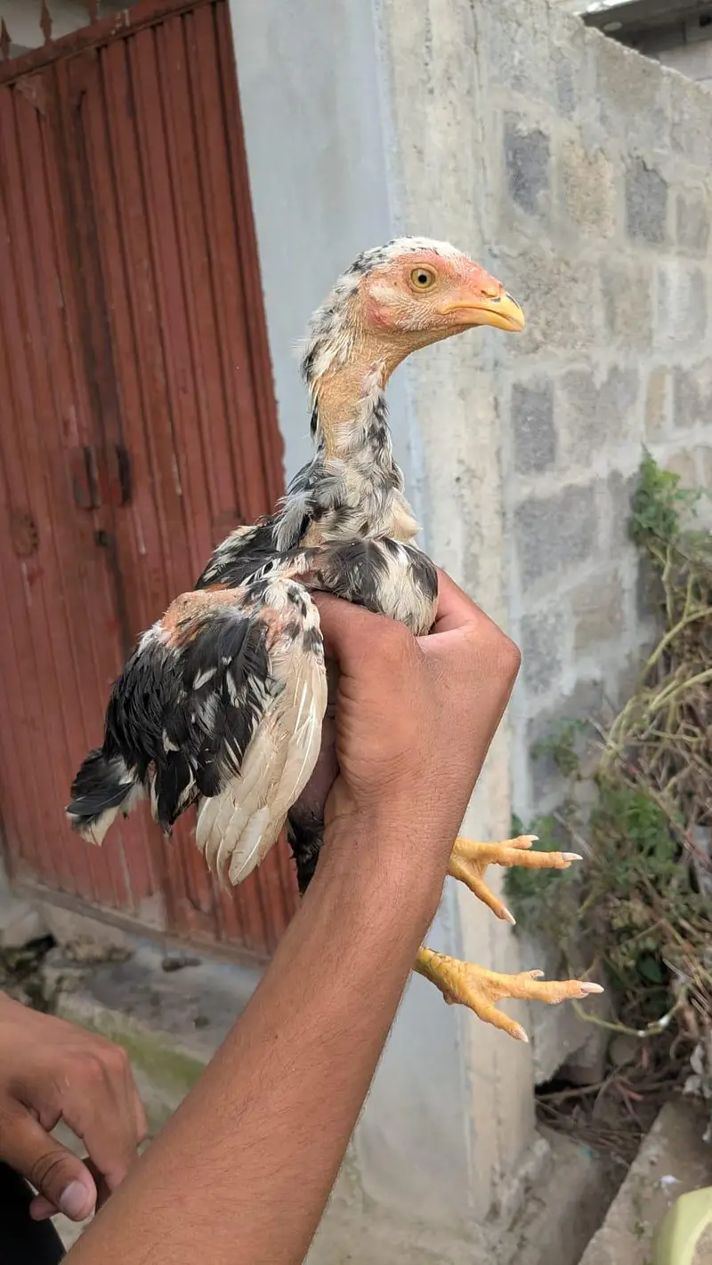 aseel chicks for sale — photo 3