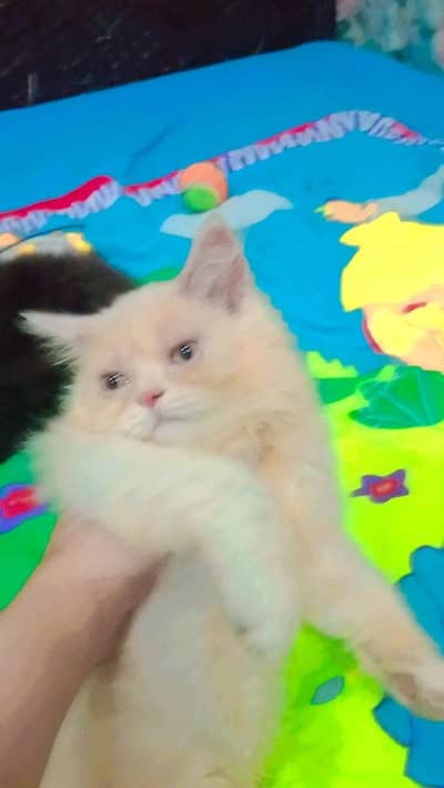 persion male kitten