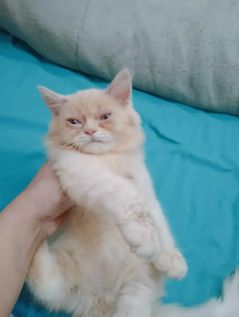 persion male kitten — photo 3