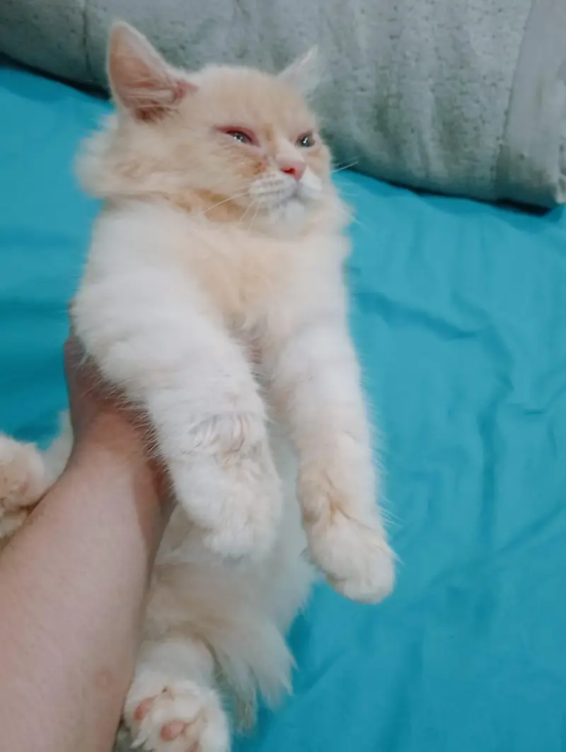persion male kitten — photo 4