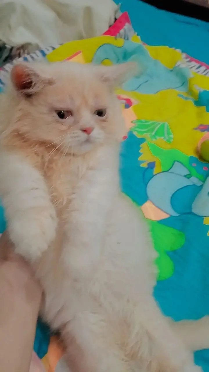 persion male kitten — photo 5