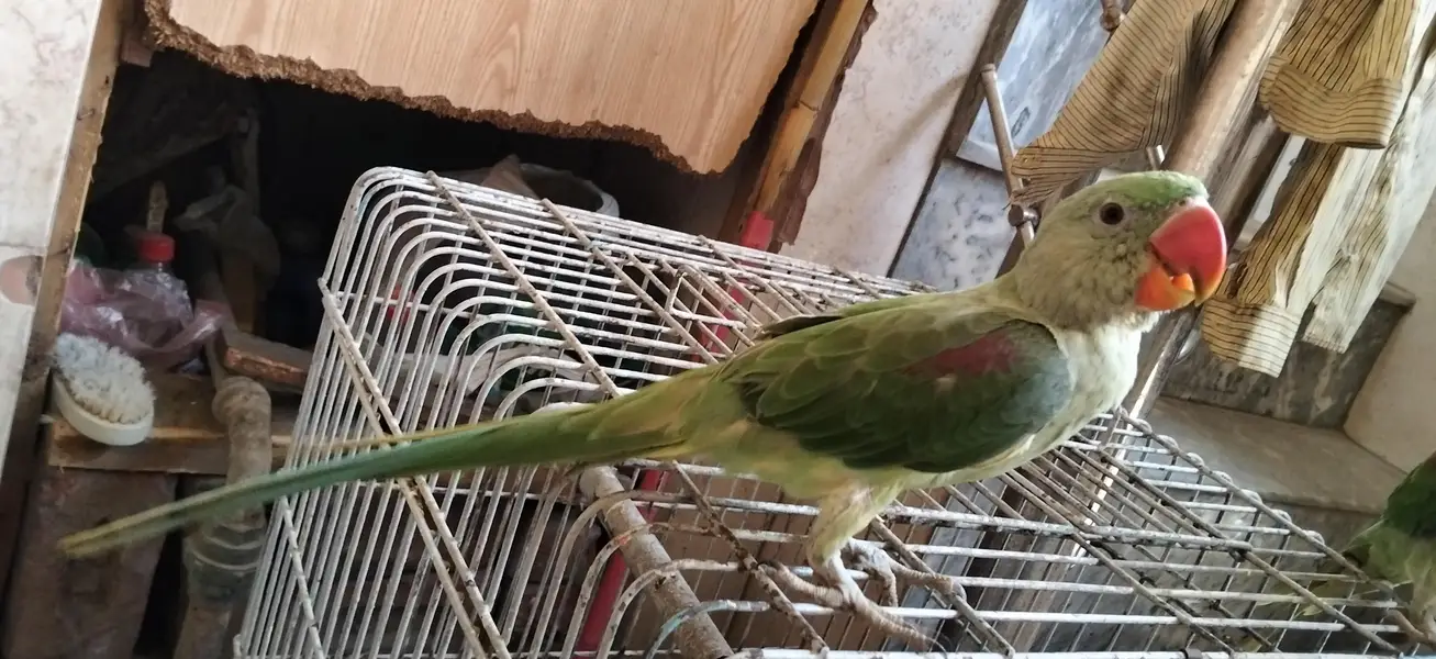 5 month k ho gaye hain 1 month k liay thy — photo 2