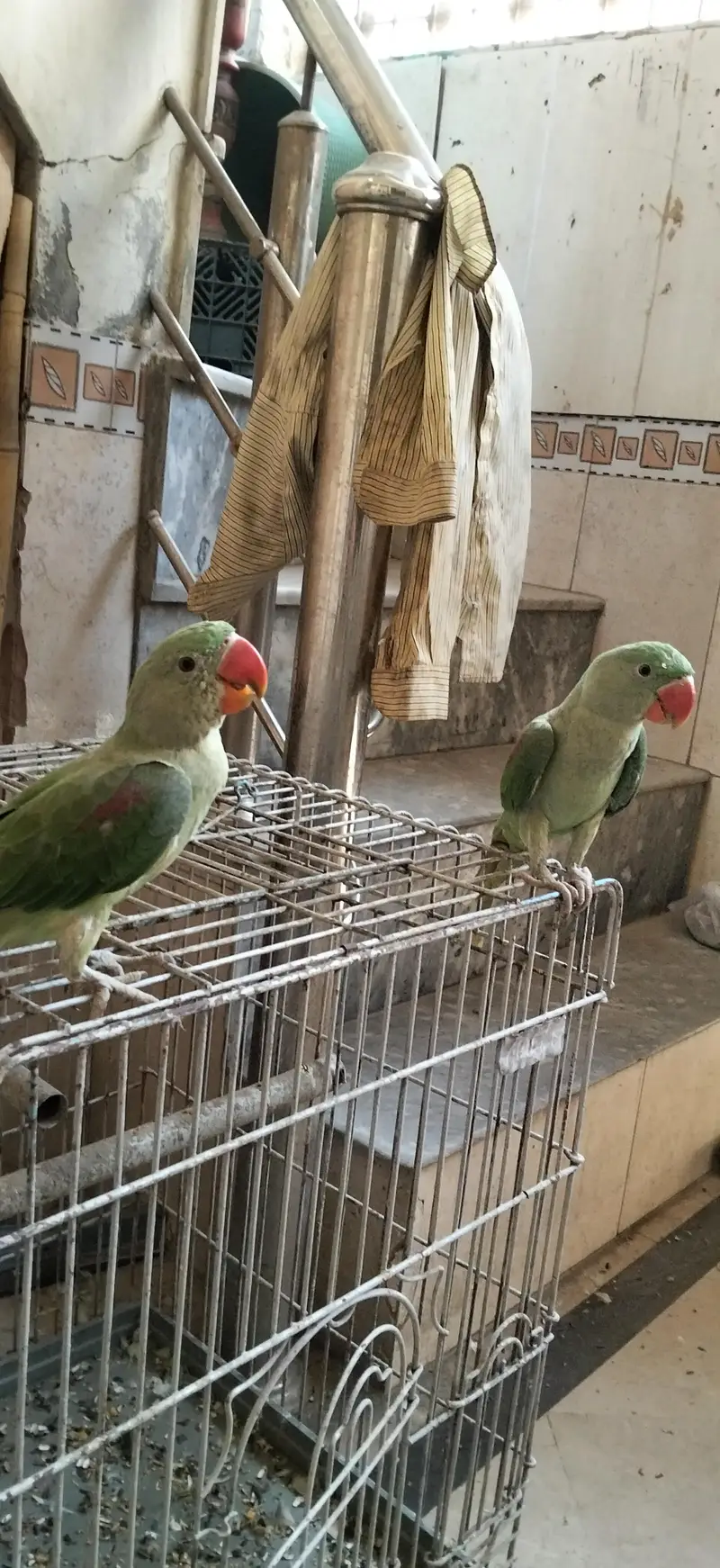 5 month k ho gaye hain 1 month k liay thy — photo 3