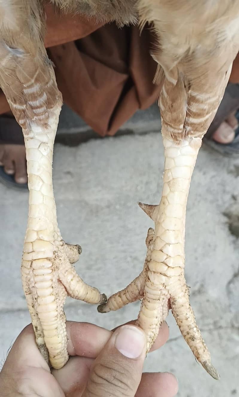 lakhi madi 2