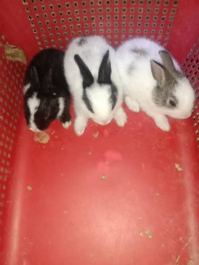 rabbit baby for sale 03224186572