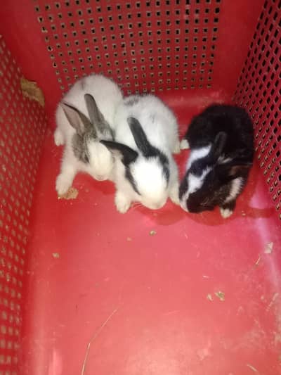rabbit baby for sale
