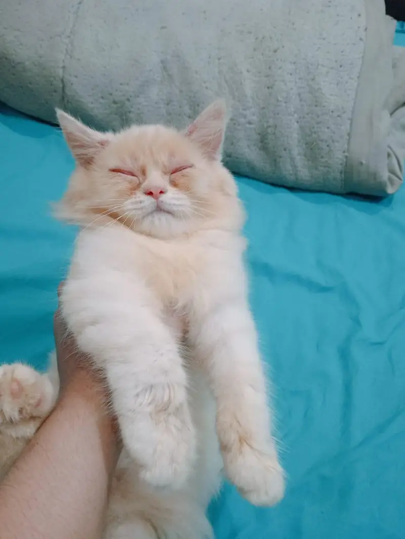 persion male kitten — photo 10
