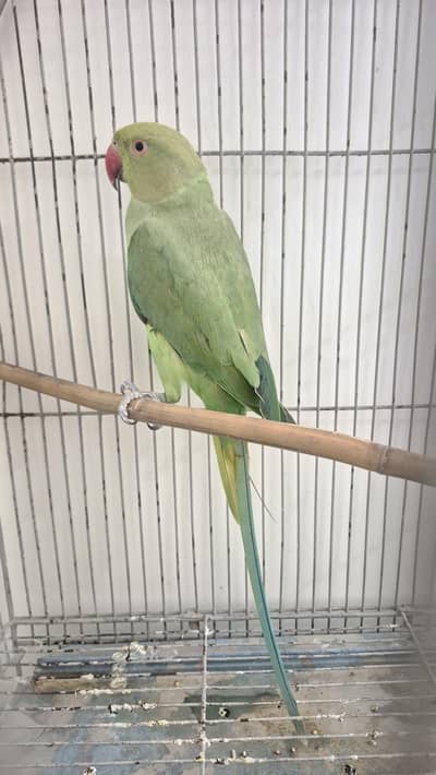 Healthy ringneck female