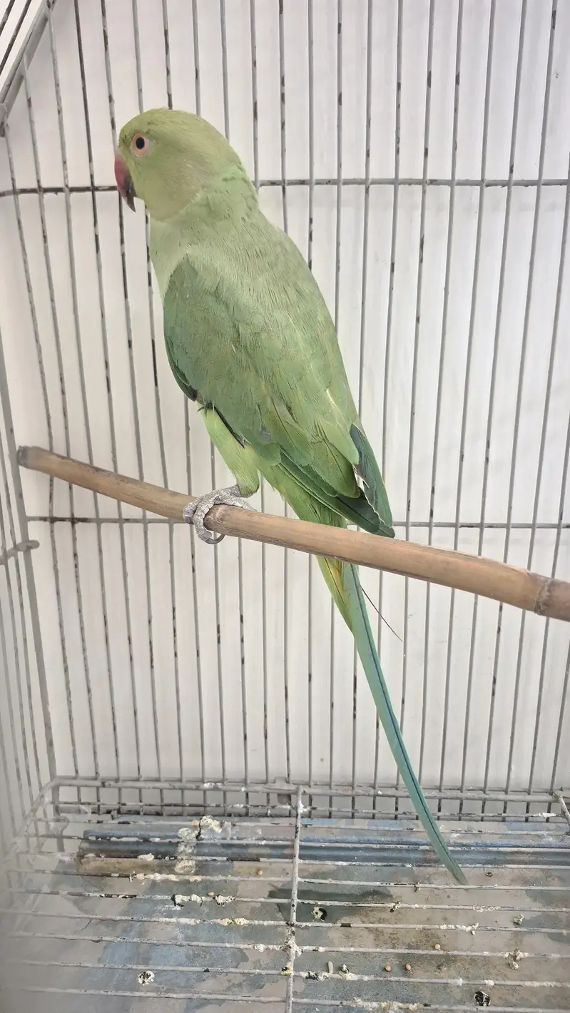 Healthy ringneck female — photo 2