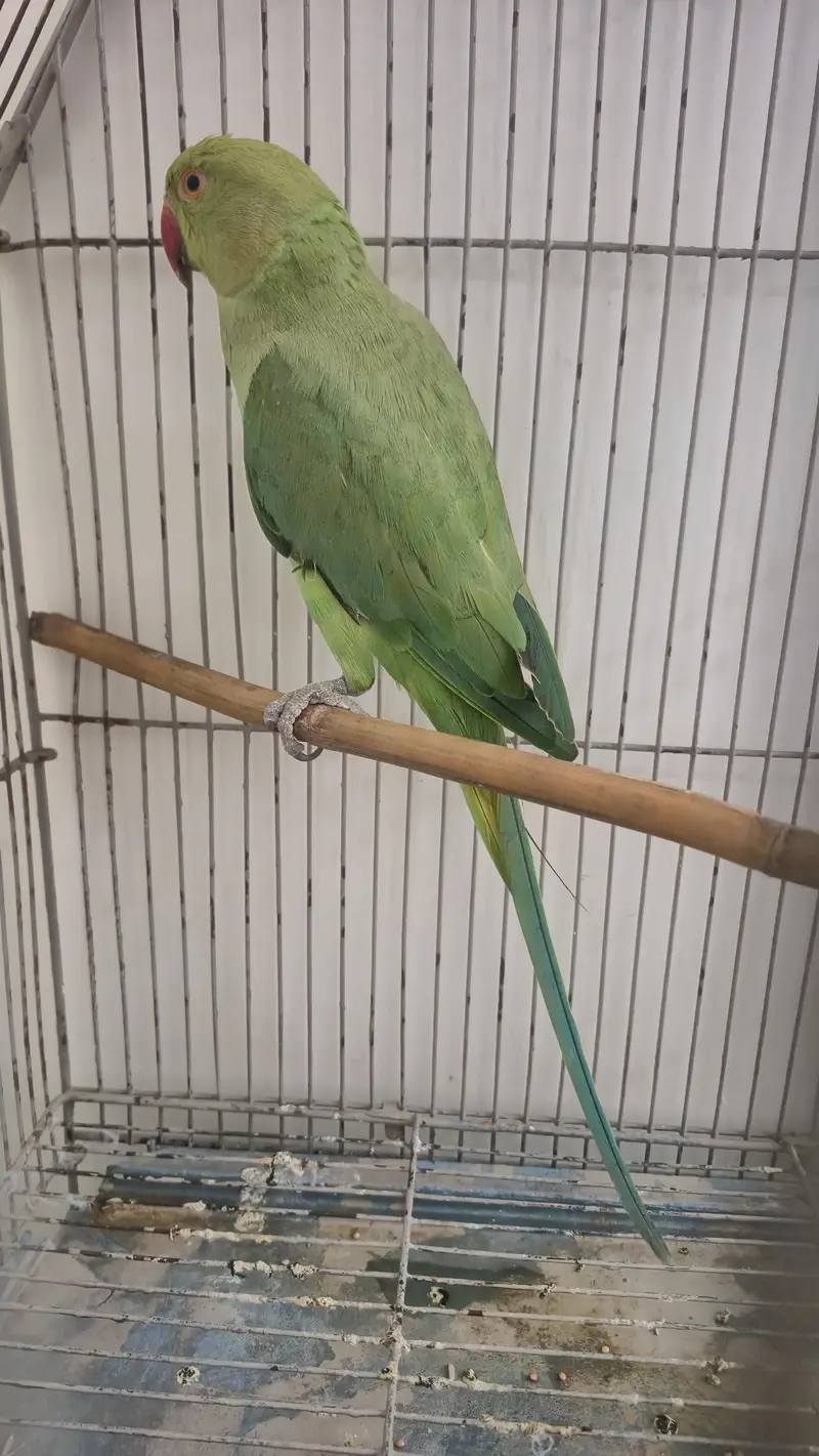 Healthy ringneck female — photo 3