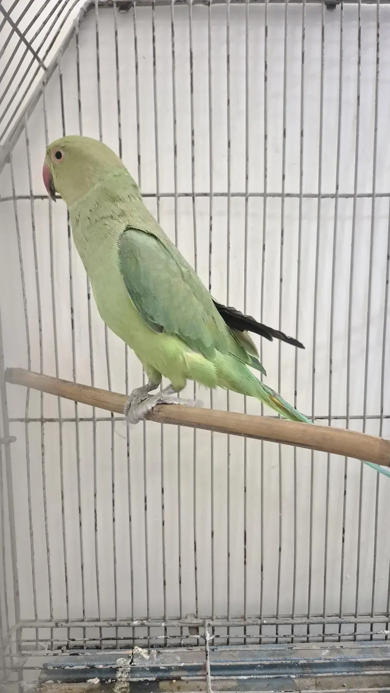 Healthy ringneck female — photo 4