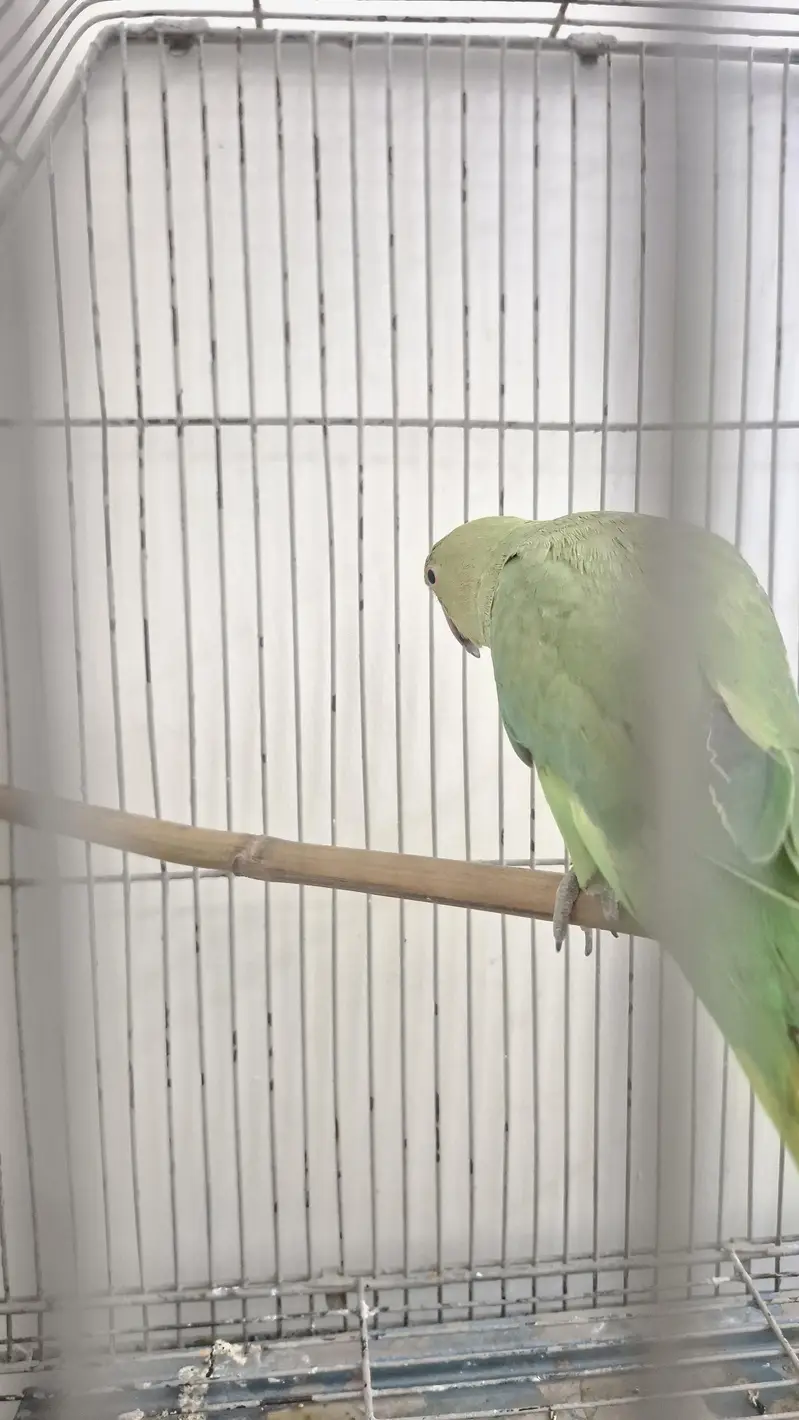 Healthy ringneck female — photo 5