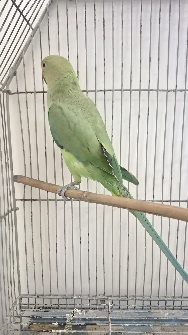 Healthy ringneck female — photo 6