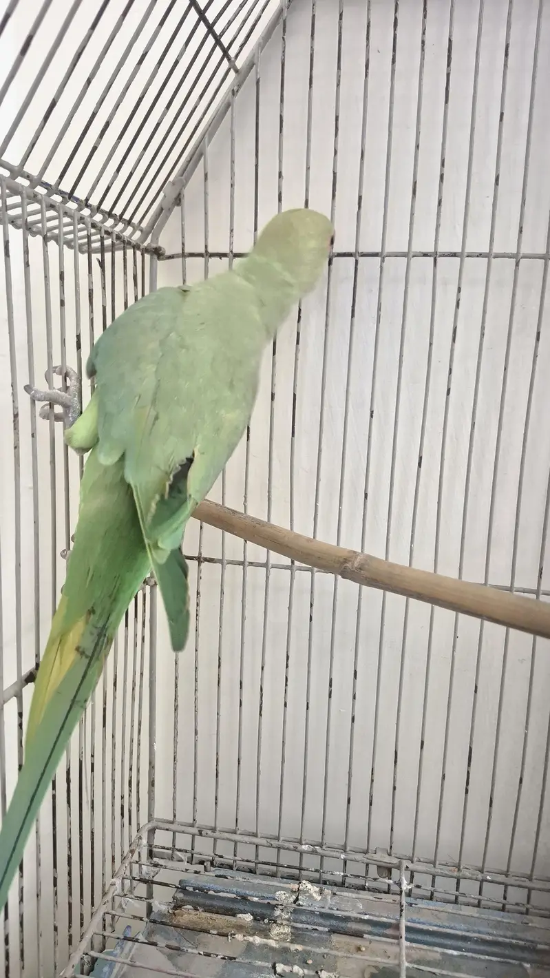 Healthy ringneck female — photo 7