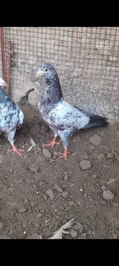 teddy pigeon