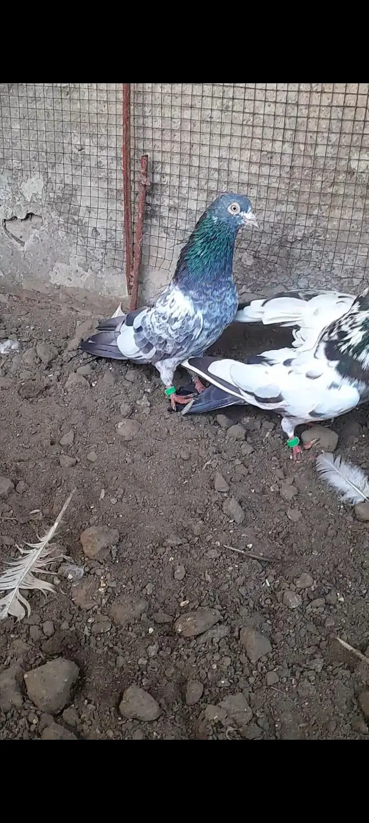 teddy pigeon — photo 2