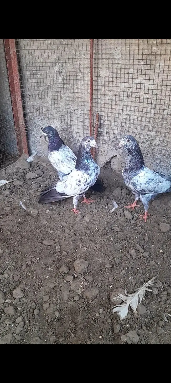 teddy pigeon — photo 3