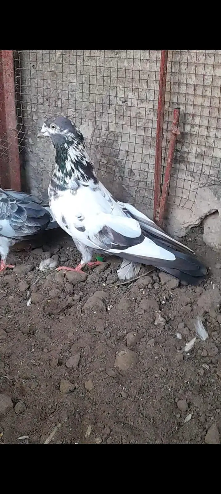 teddy pigeon — photo 4