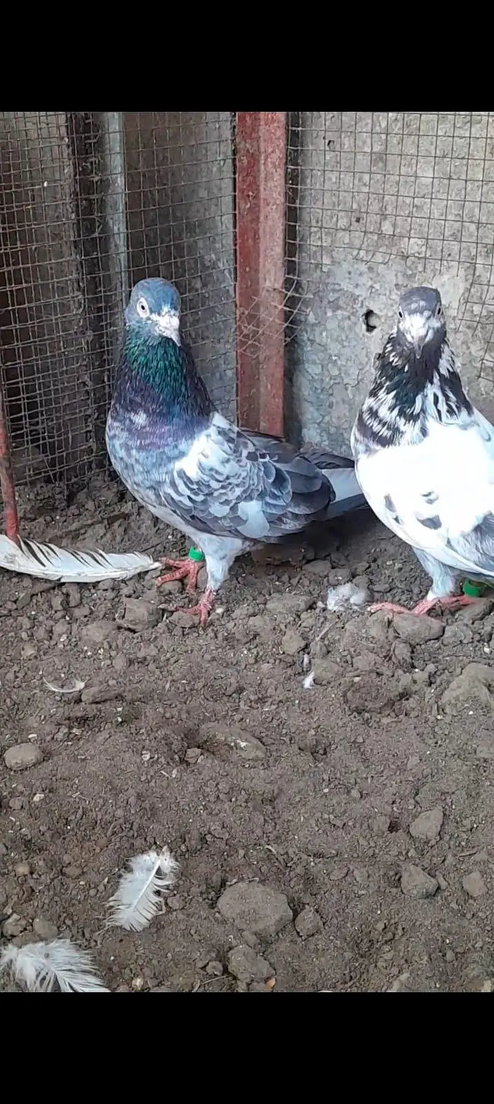 teddy pigeon — photo 5