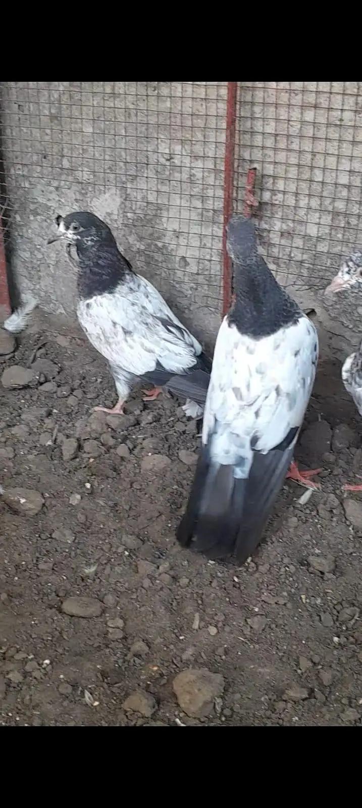 teddy pigeon — photo 6