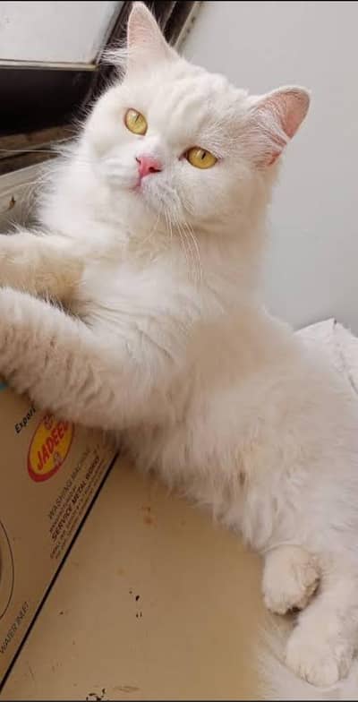 Persian male cat price 20k final 18k Whatsapp 03283743086