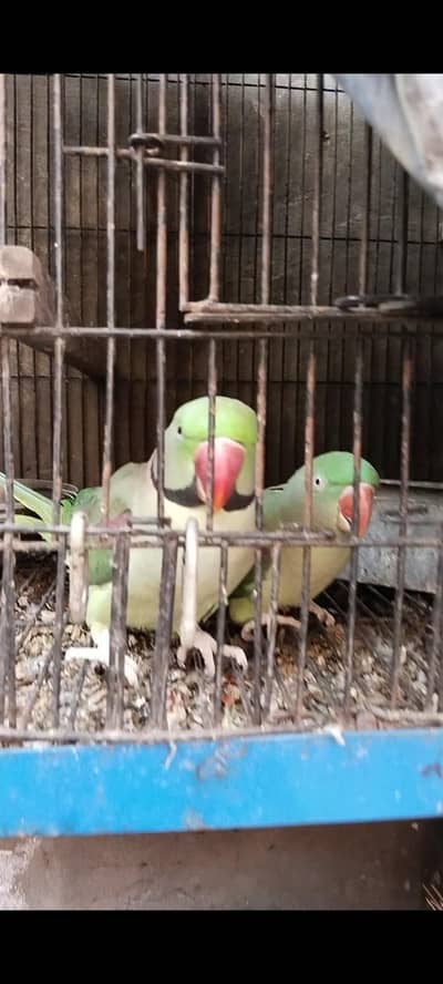 raw parrot pair