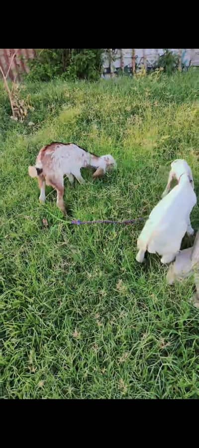goats for sale