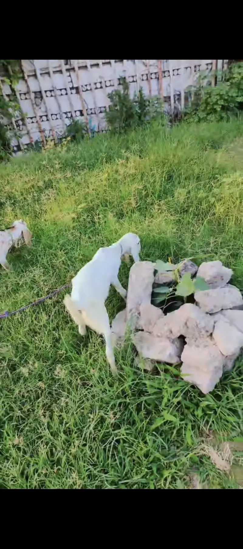 goats for sale — photo 2